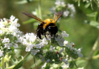 Bumblebee on Slender Mountain Mint