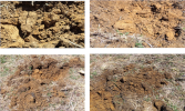 Living Soil Progression in 2014